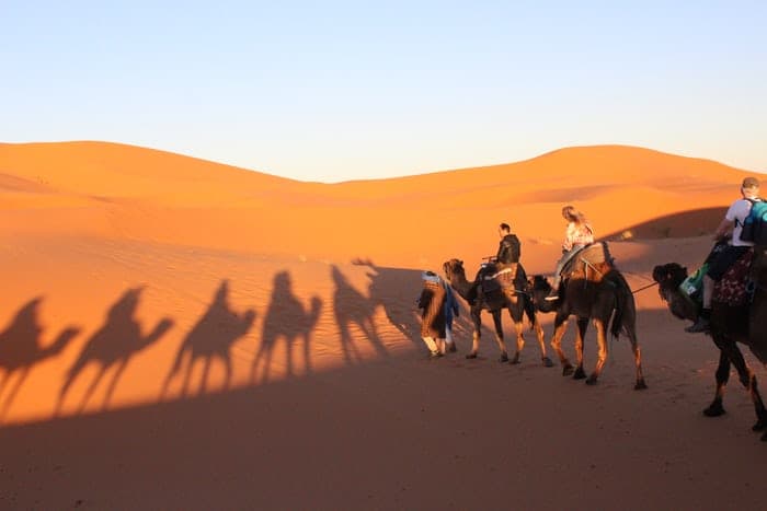 Camel tour